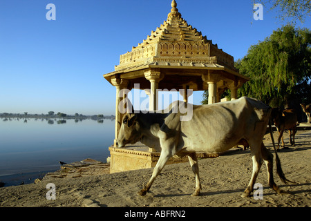 Inde Rajasthan Jaisalmer passé marche vache petit temple Gadisar Lake, Jaiselmer, Rajasthan, Inde Banque D'Images