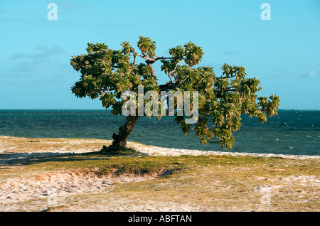 Arbre solitaire sur beach - Ile Maurice Banque D'Images