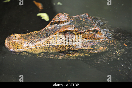 La chasse aux crocodiles Banque D'Images