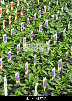 De nouvelles plantes émergent de leurs pots de croissance en pépinière Banque D'Images