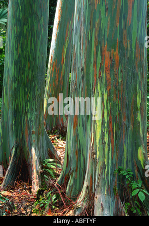 Eucalyptus deglupta est un grand arbre, communément connue sous le nom d'eucalyptus arc-en-ciel, Mindanao gum gum de arc-en-ciel, ou l'Indonésie. Banque D'Images