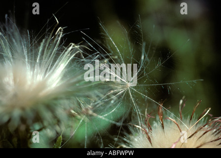 Chardon sec gousse Banque D'Images
