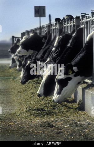 Les vaches se nourrissent de l'ensilage. Banque D'Images