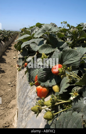 Dans un champ de fraises de la Californie. Banque D'Images