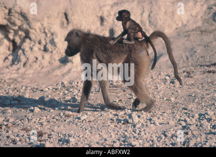 Babouin Chacma portant un bébé sur son dos le Parc National de Chobe au Botswana Afrique du Sud Banque D'Images