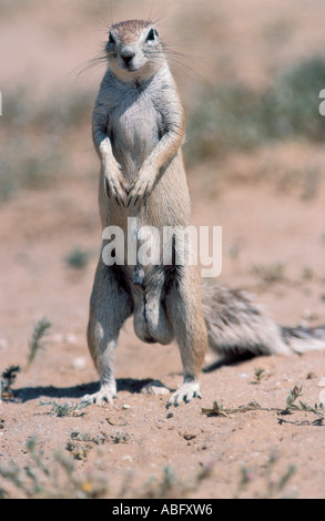 Cape du Kgagalagadi Frontière Trans National Park Botswana Afrique du Sud Banque D'Images