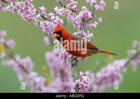 Le Cardinal rouge mâle dans Redbud Tree Banque D'Images