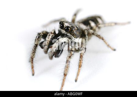 Extreme close up d'un homme araignée Salticus scenicus, Zebra. L'araignée zèbre est une petite araignée sauteuse Banque D'Images