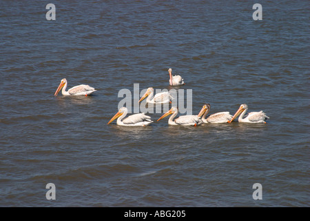Pélicans d'Amérique Pelecanus erythrorhynchos Banque D'Images