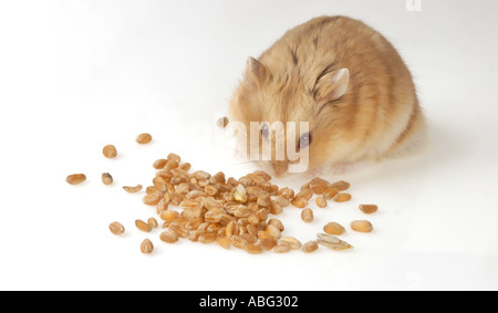 Seul 1 HAMSTER Campbell sur le blanc est de manger des grains Banque D'Images