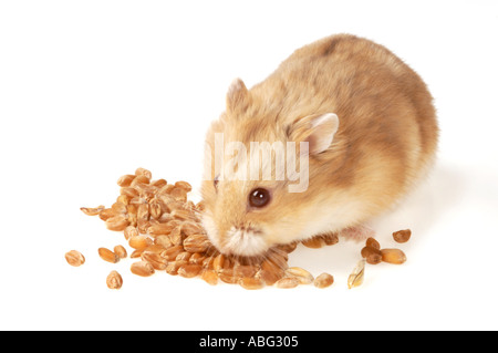 Seul 1 HAMSTER Campbell sur le blanc est de manger des grains Banque D'Images