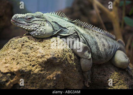 Heure de la sieste iguane Banque D'Images