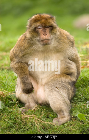 Forêt des Singes Macaques de Barbarie à dans le cadre de Trentham Gardens près de Stoke conservation park comme présenté sur la bbc Banque D'Images