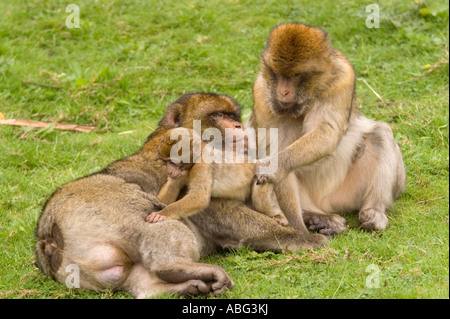 Forêt des Singes Macaques de Barbarie à dans le cadre de Trentham Gardens près de Stoke conservation park comme présenté sur la bbc Banque D'Images