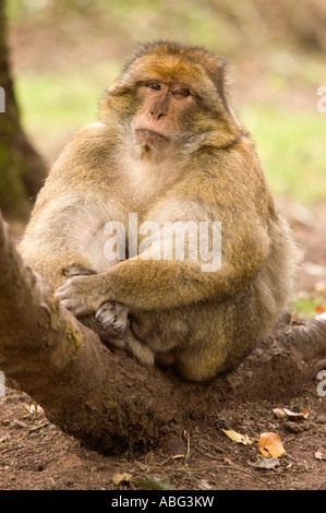 Forêt des Singes Macaques de Barbarie à dans le cadre de Trentham Gardens près de Stoke conservation park comme présenté sur la bbc Banque D'Images