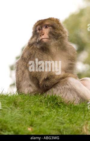 Forêt des Singes Macaques de Barbarie à dans le cadre de Trentham Gardens près de Stoke conservation park comme présenté sur la bbc Banque D'Images