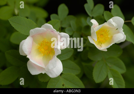 Paire de roses jaunes blanches Rosaceae Rosa acicularis avec des centres jaunes doux et des bords roses fleurissant dans un jardin contre le feuillage vert. Banque D'Images