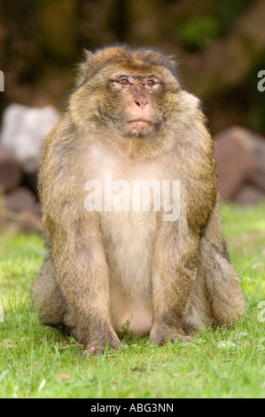 Forêt des Singes Macaques de Barbarie à dans le cadre de Trentham Gardens près de Stoke conservation park comme présenté sur la bbc Banque D'Images