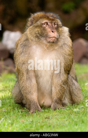 Forêt des Singes Macaques de Barbarie à dans le cadre de Trentham Gardens près de Stoke conservation park comme présenté sur la bbc Banque D'Images