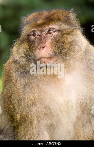 Forêt des Singes Macaques de Barbarie à dans le cadre de Trentham Gardens près de Stoke conservation park comme présenté sur la bbc Banque D'Images