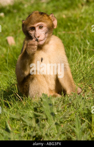 Forêt des Singes Macaques de Barbarie à dans le cadre de Trentham Gardens près de Stoke conservation park comme présenté sur la bbc Banque D'Images