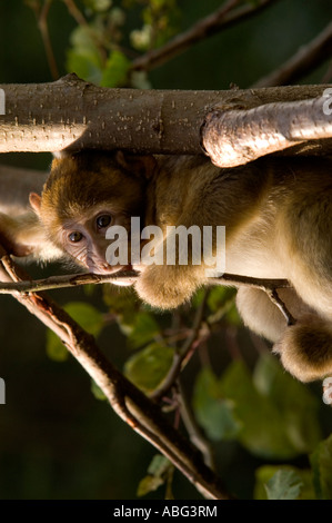 Forêt des Singes Macaques de Barbarie à dans le cadre de Trentham Gardens près de Stoke conservation park comme présenté sur la bbc Banque D'Images