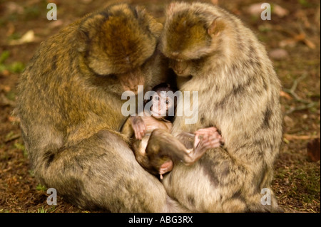 Forêt des Singes Macaques de Barbarie à dans le cadre de Trentham Gardens près de Stoke conservation park comme présenté sur la bbc Banque D'Images