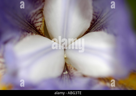 Plan macro détaillé d'une fleur d'iris bleu blanc, capturant les textures délicates et les veines violettes douces des pétales en gros plan. Banque D'Images