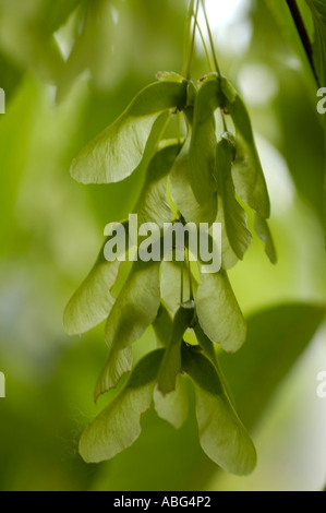 Gros plan des graines de samara ailées vertes de Acer carpinifolium, l'érable Hornbeam, suspendues à une branche d'arbre au Japon. Banque D'Images