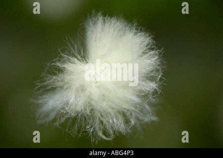 Gros plan de la tête de graine blanche et mince de Cottongrass (Eriophorum gracile) en Europe. Gazon de coton blanc moelleux sur un fond vert doux. Banque D'Images