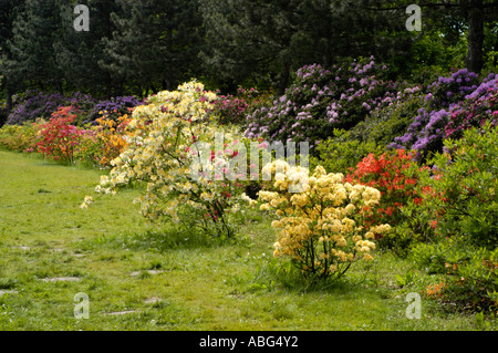 Un sentier herbeux pittoresque serpentant à travers des fleurs de rhododendron azalées multicolores vibrantes dans un parc de jardin de printemps luxuriant avec de grands arbres à feuilles persistantes. Banque D'Images