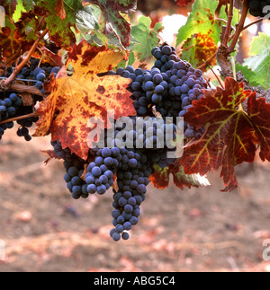 Close up of California Wine grapes on vine Banque D'Images