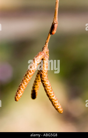 Gros plan de chatons de saule blanc suspendu à une branche au printemps. Vue macro des fleurs de Salix alba sur un fond flou. Banque D'Images