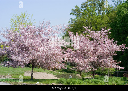 Deux beaux pommiers couverts de fleurs roses en pleine floraison printanière contre un ciel bleu clair dans un paysage verdoyant de parc. Banque D'Images