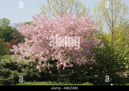 Beau pommier couvert de fleurs roses en pleine floraison printanière dans un paysage de jardin luxuriant sous un ciel clair. Banque D'Images