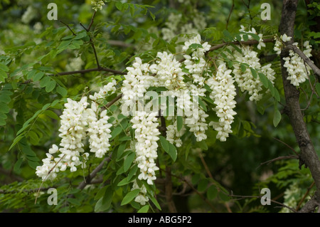 Gros plan de belles fleurs blanches poussant sur une branche d'acacia avec des feuilles vertes au printemps. Fond floral naturel. Banque D'Images