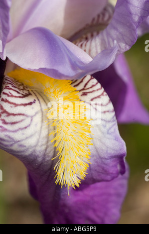 Gros plan macro d'une fleur d'iris bleu et jaune éclatante montrant des motifs complexes de pétales et une barbe jaune floue dans une lumière naturelle douce. Banque D'Images