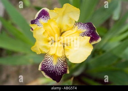Violet and yellow Iris flower close up Banque D'Images