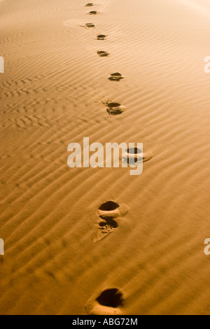 Les traces d'une dune de sable l'Erg Chebbi Maroc Banque D'Images