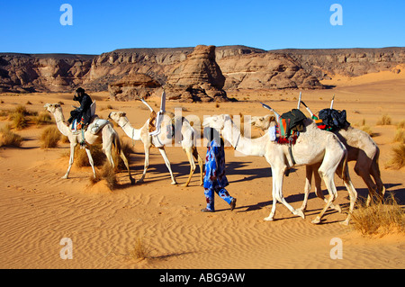 Les nomades Touareg avec Mehari blanc équitation dromadaires, Acacus Montagnes, Libye Banque D'Images