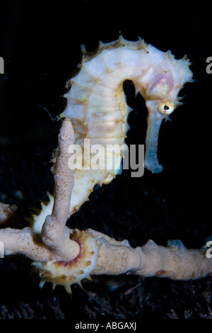 Hippocampe épineux blanc ou cheval de mer, hippocampe histrix Banque D'Images