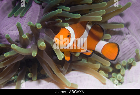 Faux poisson clown ou Amphiprion ocellaris Clownfish. Banque D'Images