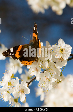 Papillon, l'amiral rouge, Vanessa atalanta sur cherry tree blossoms Banque D'Images