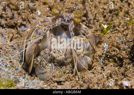 Mantis lance la crevette (Lysiosquilla maculata) Banque D'Images