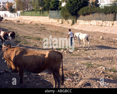 L'homme conduisant l'passé des vaches et taureaux, à la Romeria, Fuengirola Fuengirola, Costa del Sol, Espagne, Europe, Banque D'Images