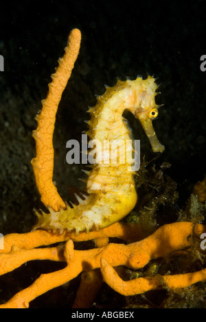 Wellow hippocampe ou cheval de mer épineux(Hippocampus histrix) Banque D'Images