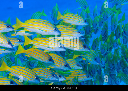 Bluelined lutjans (Lutjanus kasmira), Maldives Banque D'Images