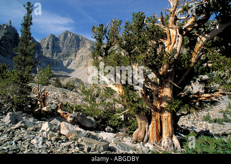Nevada 2474 Elk251 NP Grand Bassin Wheeler Peak Bristlecone Pine Banque D'Images