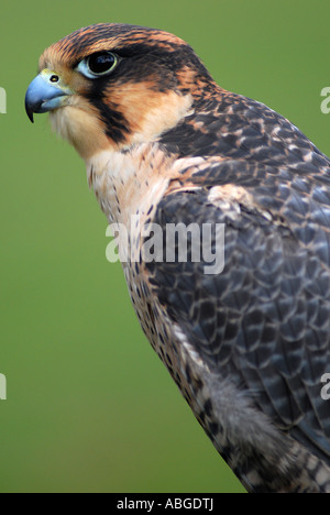 Le faucon pèlerin (Falco peregrinus) Banque D'Images