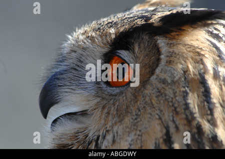Grand Owl (Bubo bubo) Banque D'Images
